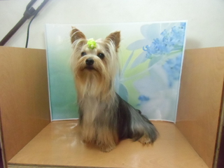 ☆New Prime Dog☆