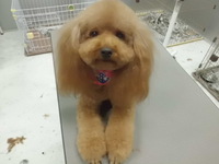 トリミングのお客様～♬