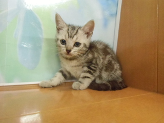 ☆入荷猫情報☆