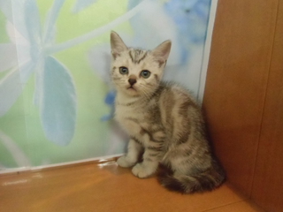 ☆入荷猫情報☆