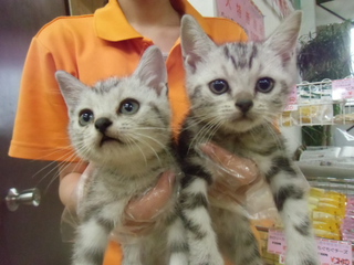 ☆入荷猫情報☆