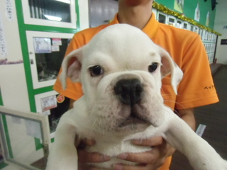 ☆入荷犬情報☆