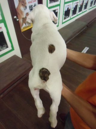 ☆入荷犬情報☆
