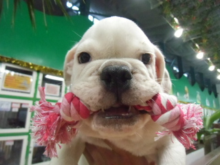 ☆入荷犬情報☆