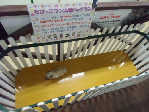 ☆気ままに運動～☆