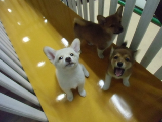 またまた来ました、新人さんヽ(^。^)ノ
