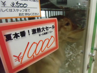 ペットハウスでは･･･