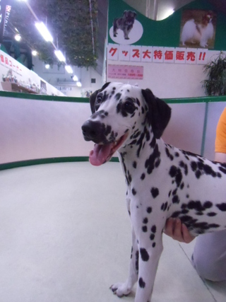 ペットハウスでは･･･