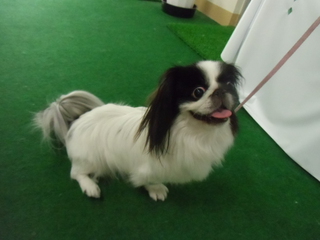 ☆PRIME DOG☆