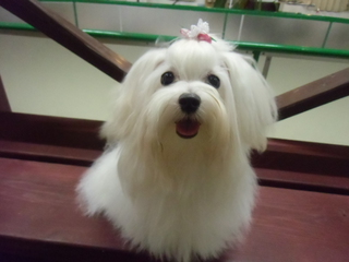 ☆New Prime Dog☆