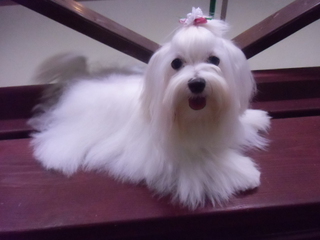 ☆New Prime Dog☆