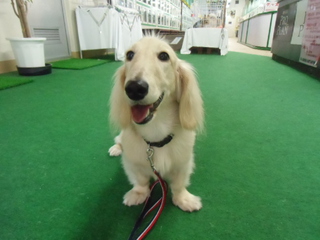 ★PRIME DOG★