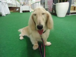 ★PRIME DOG★