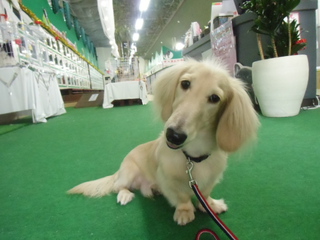 ★PRIME DOG★