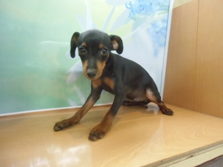 ☆入荷犬情報☆