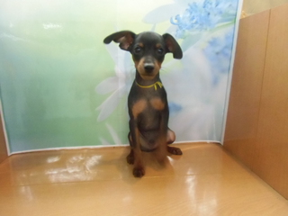 ☆入荷犬情報☆