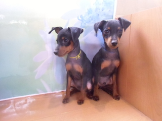 ☆入荷犬情報☆
