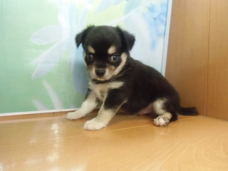☆入荷犬情報☆
