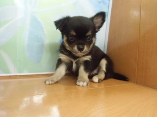 ☆入荷犬情報☆