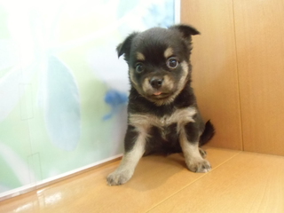 ☆入荷犬情報☆