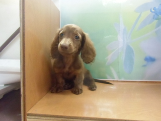 ☆入荷犬情報☆