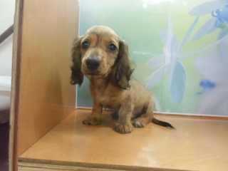 ☆入荷犬情報☆