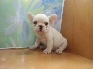☆入荷犬情報☆