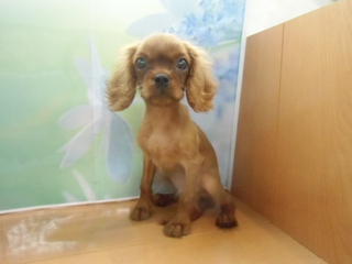 ☆入荷犬情報☆
