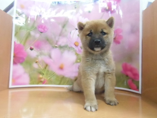 ★入荷犬情報★