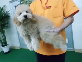 ★年末トリミング★