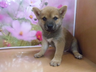 ★入荷犬情報★