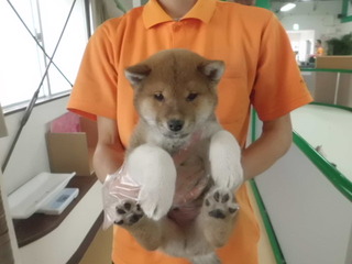 新しい家族が決まりました！