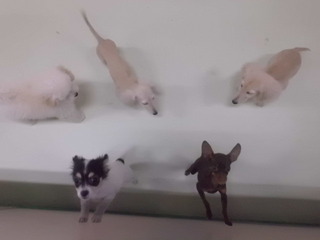 久しぶりの小っちゃい仔デー☆