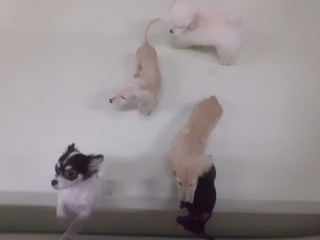 久しぶりの小っちゃい仔デー☆