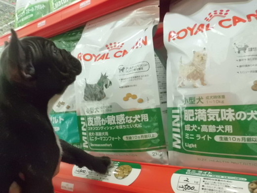 ロイヤルカナン入荷で～す！！