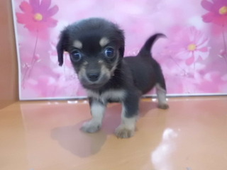 入荷犬情報♫