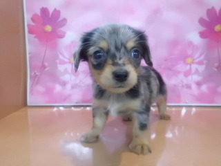 入荷犬情報♫