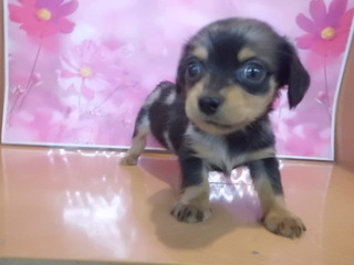 入荷犬情報♫