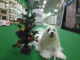 ★もぅすぐXmas★