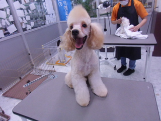 家族が決まりましたっ