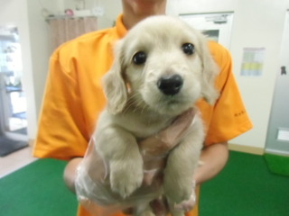 ★入荷犬情報★