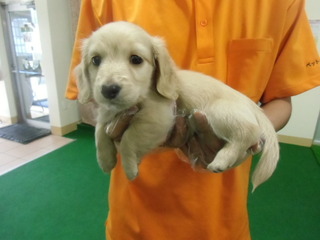 ★入荷犬情報★
