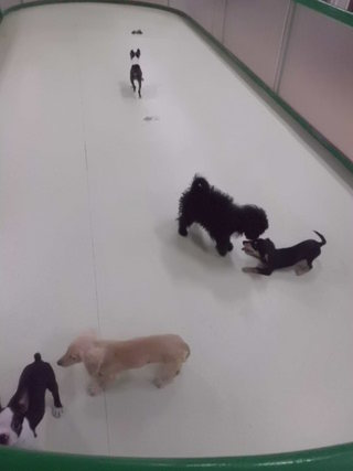 初ドッグラン☆
