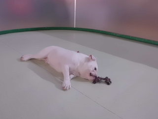 ★ブルドッグの１日★