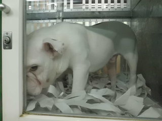★ブルドッグの１日★