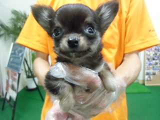 ☆入荷犬情報☆
