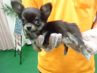 ☆入荷犬情報☆