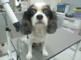 今日のお友達紹介