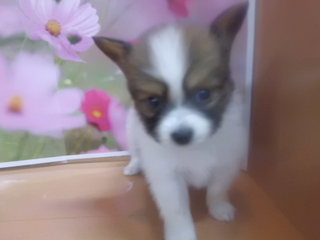 ✡入荷犬情報✡