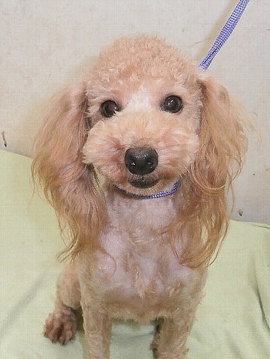 【 ご成約頂きました 】 トイプードル 若犬 今年で2歳★ 去勢済み オーナー募集 【 ご成約頂きました 】 トイプードル 若犬 今年で2歳★ 去勢済み オーナー募集